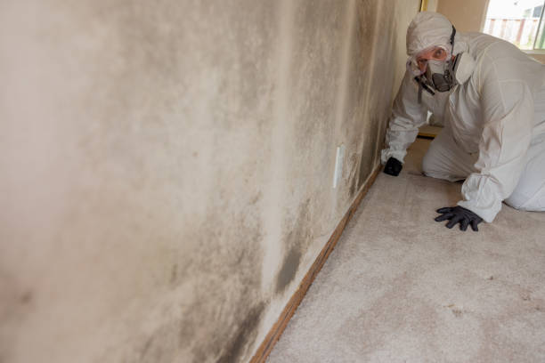 Trusted Chesterfield, MO Mold Removal Experts